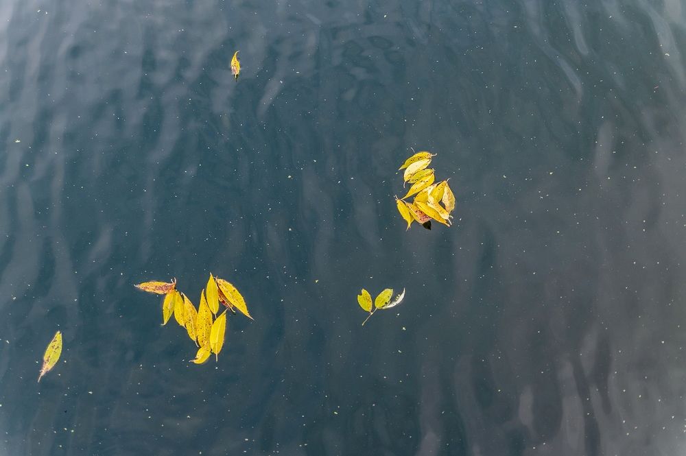 На воде осеннего пруда