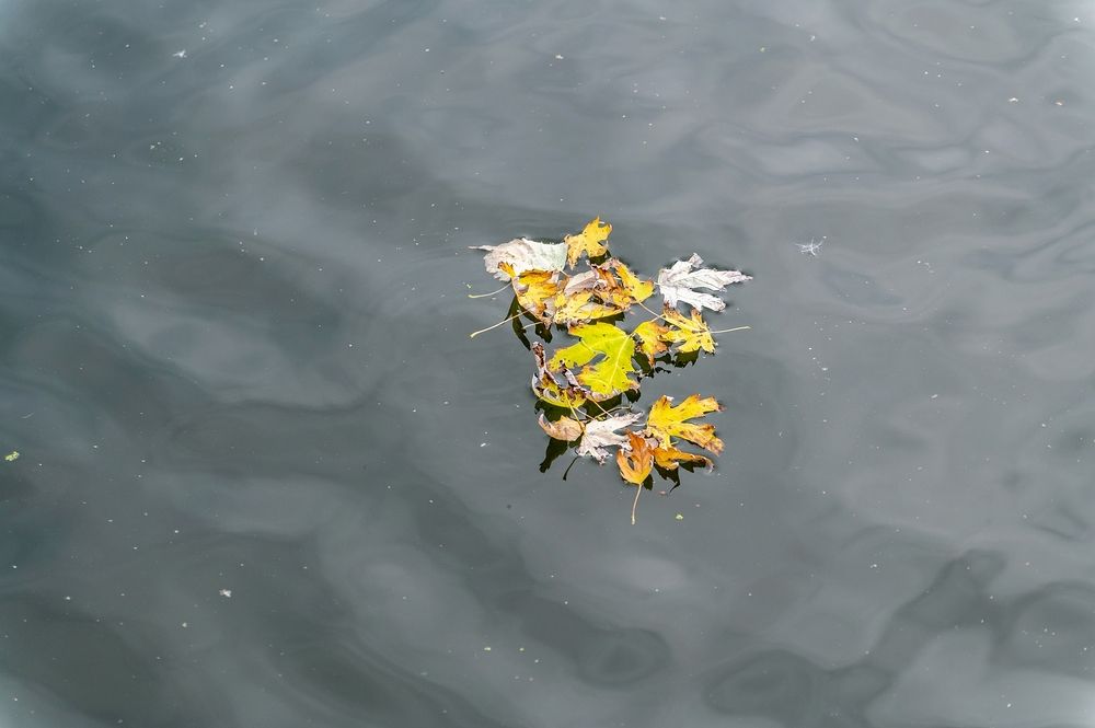На воде осеннего пруда