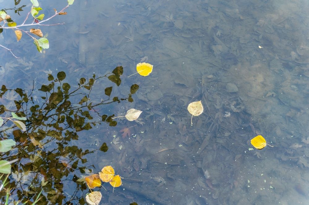 На воде осеннего пруда