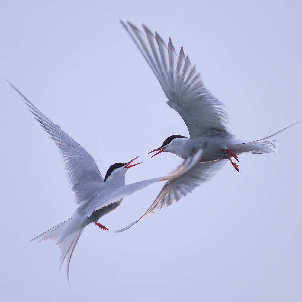 Arctic Terns / Крачки