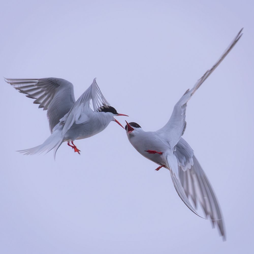 Arctic Terns / Крачки