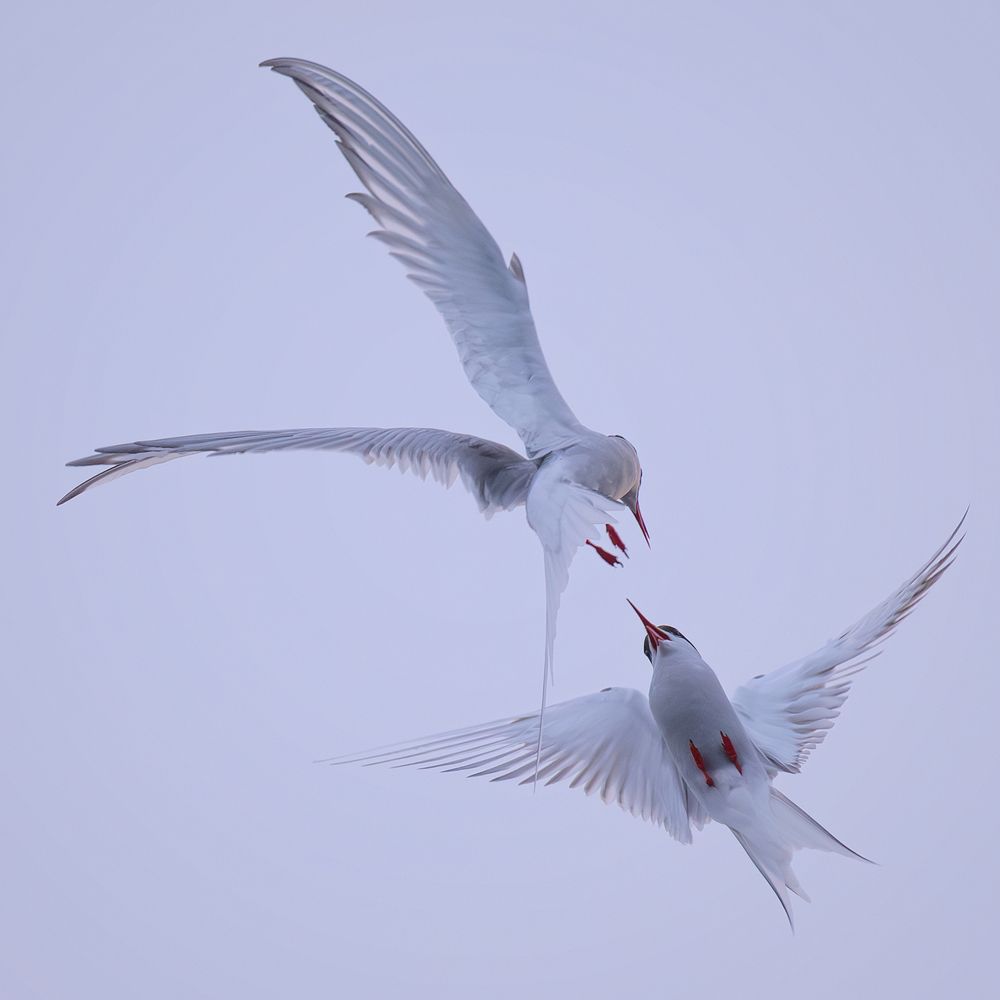 Arctic Terns / Крачки