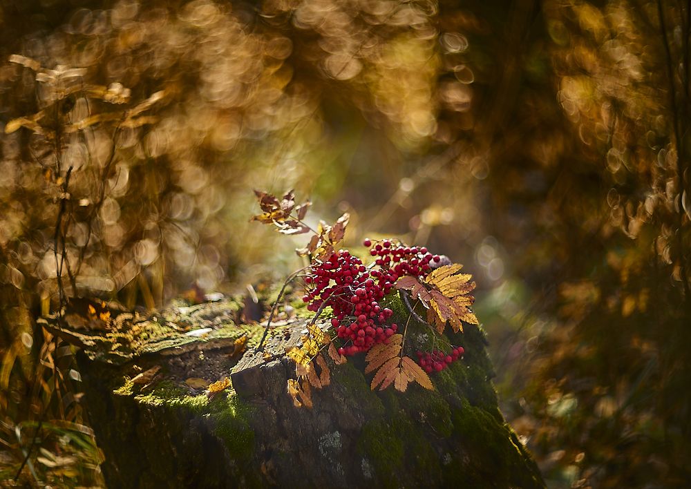 Photo 2713279