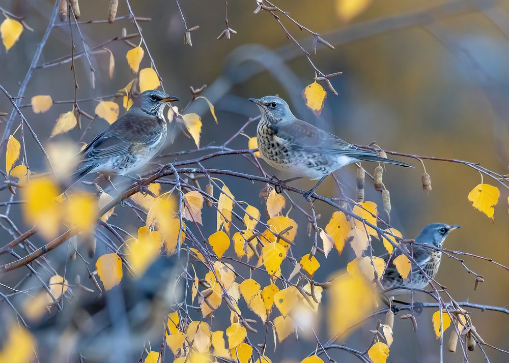 Photo 2714676