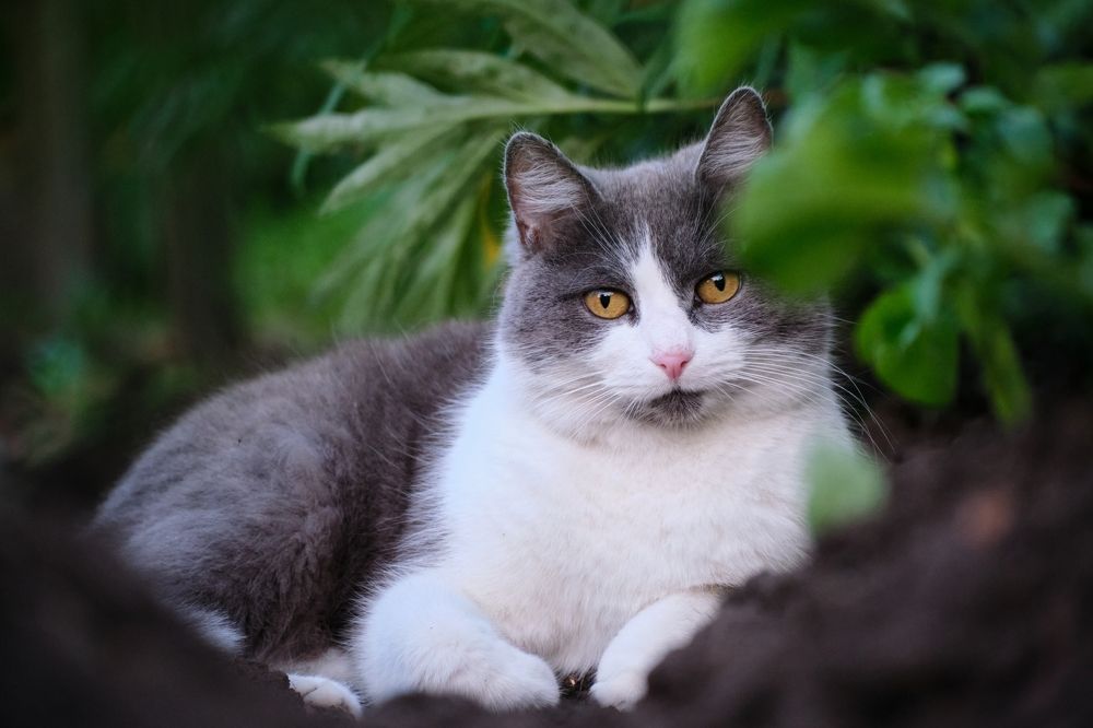 Кошка - зовут Редиска