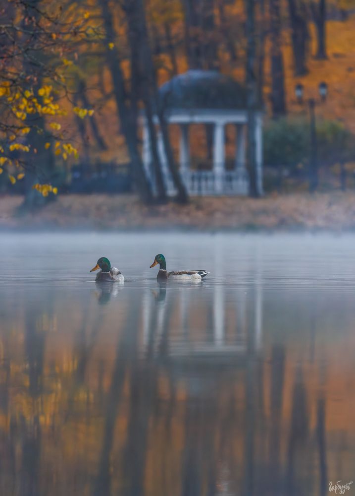Осень в Платоновском парке. Тула.