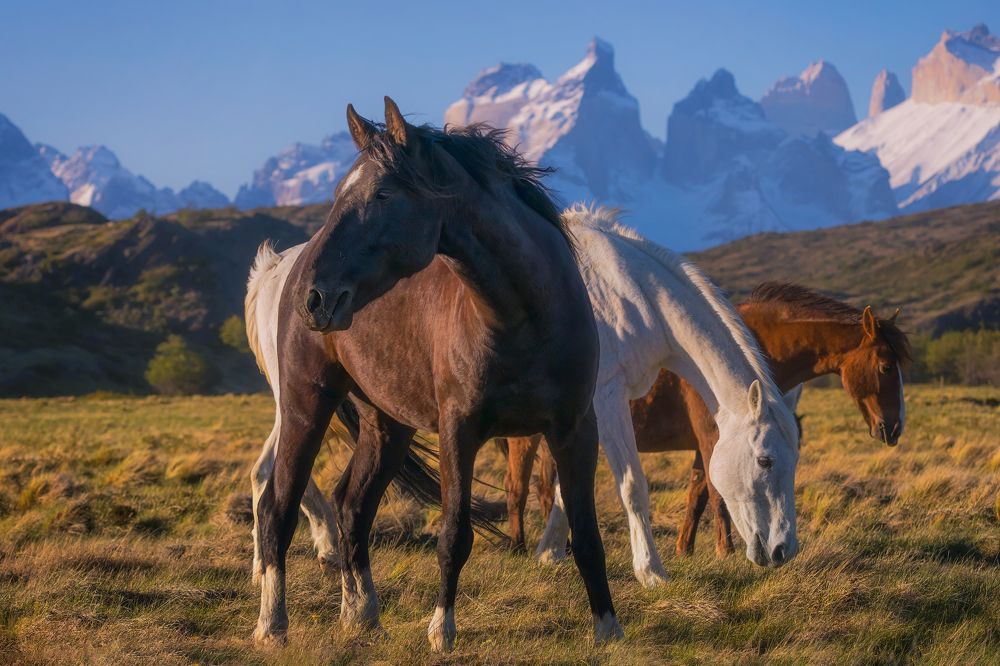 Magnificent Patagonia