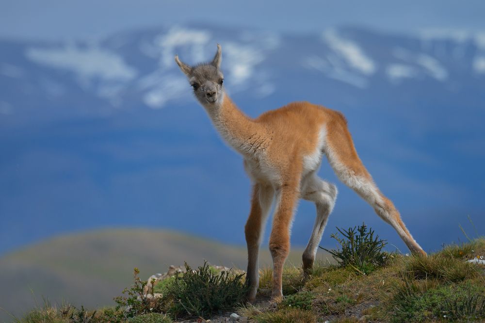 Magnificent Patagonia