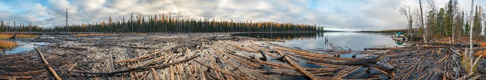 01 Берега Курейского водохранилища местами опоясывают огромные завалы из стволов лиственниц