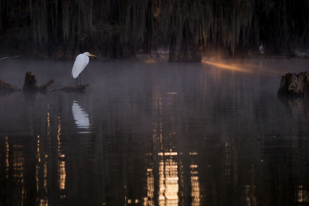 Fishing in Magic Swamps