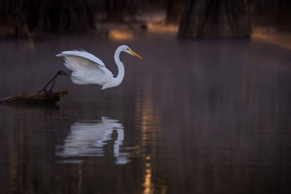 Fishing in Magic Swamps