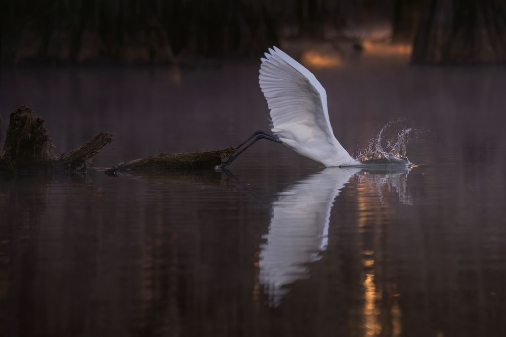 Fishing in Magic Swamps