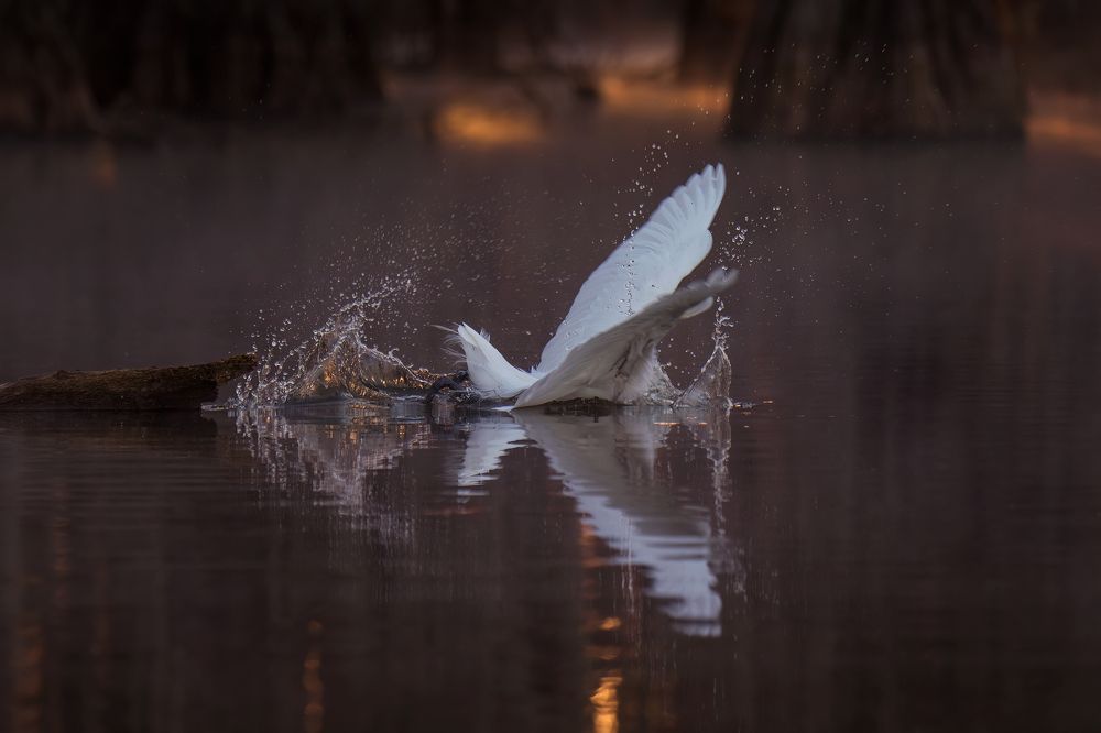 Fishing in Magic Swamps