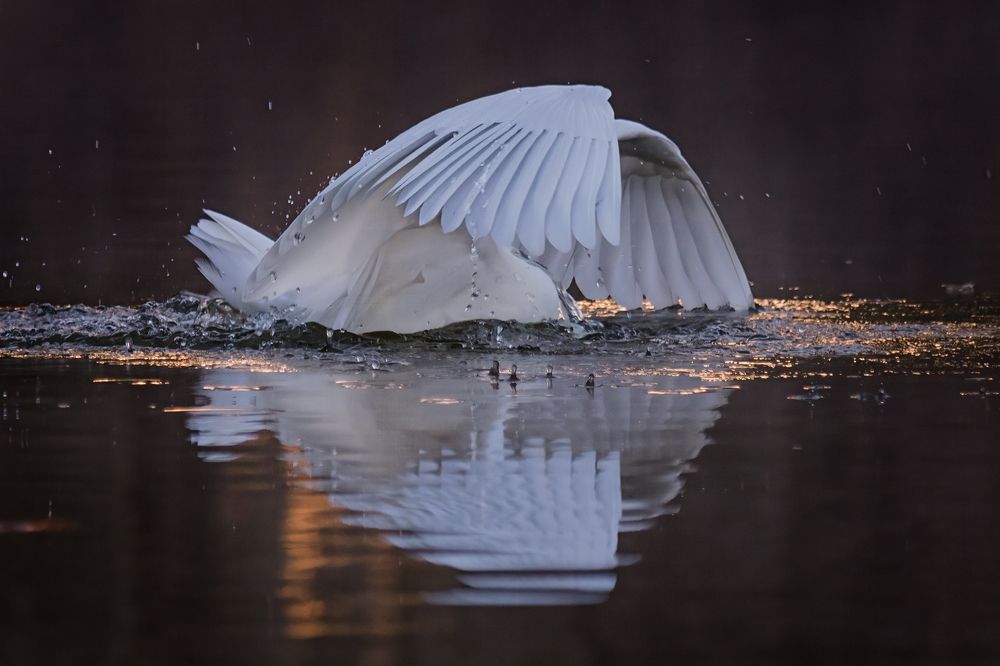 Fishing in Magic Swamps