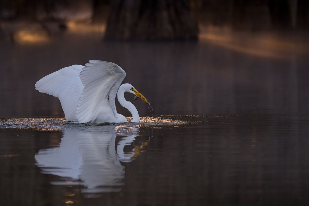 Fishing in Magic Swamps