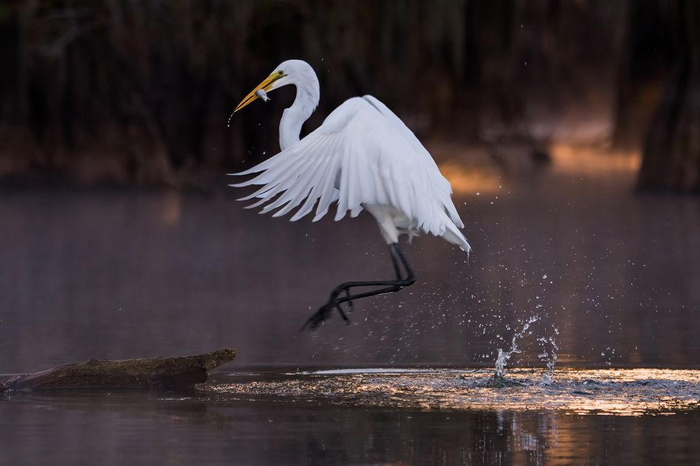 Fishing in Magic Swamps