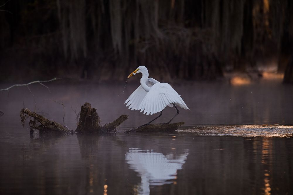 Fishing in Magic Swamps