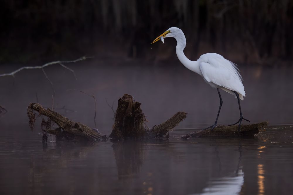 Fishing in Magic Swamps