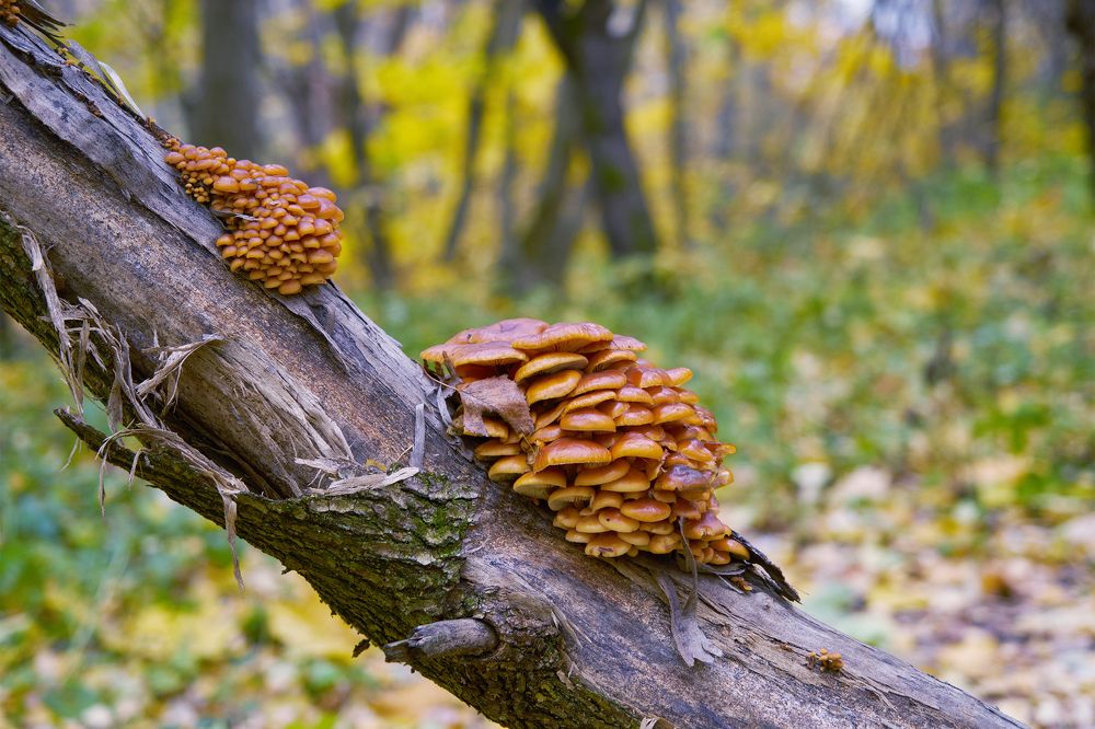 Фламмулина бархатистоножковая (опёнок зимний)