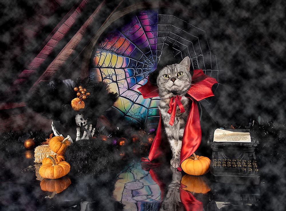 Happy Нalloween! Котики для Хэллоуина!