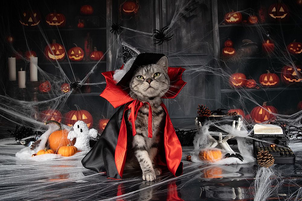 Happy Нalloween! Котики для Хэллоуина!