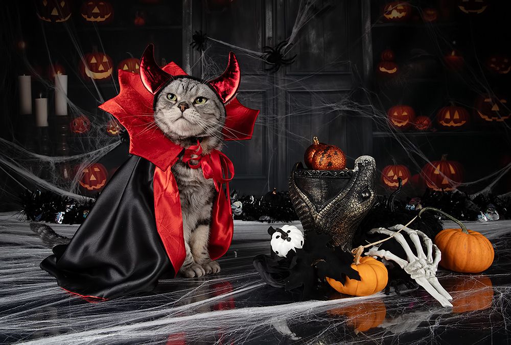 Happy Нalloween! Котики для Хэллоуина!