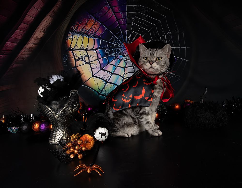 Happy Нalloween! Котики для Хэллоуина!