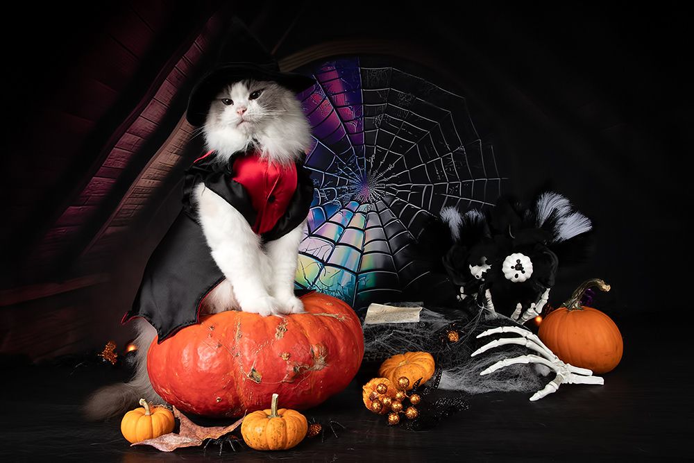 Happy Нalloween! Котики для Хэллоуина!