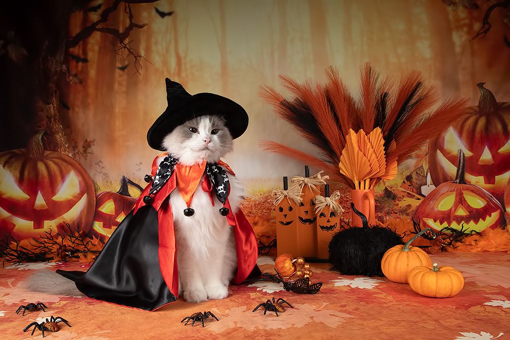 Happy Нalloween! Котики для Хэллоуина!
