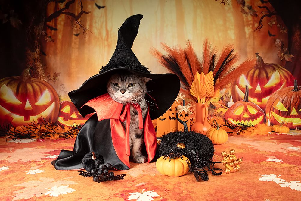 Happy Нalloween! Котики для Хэллоуина!