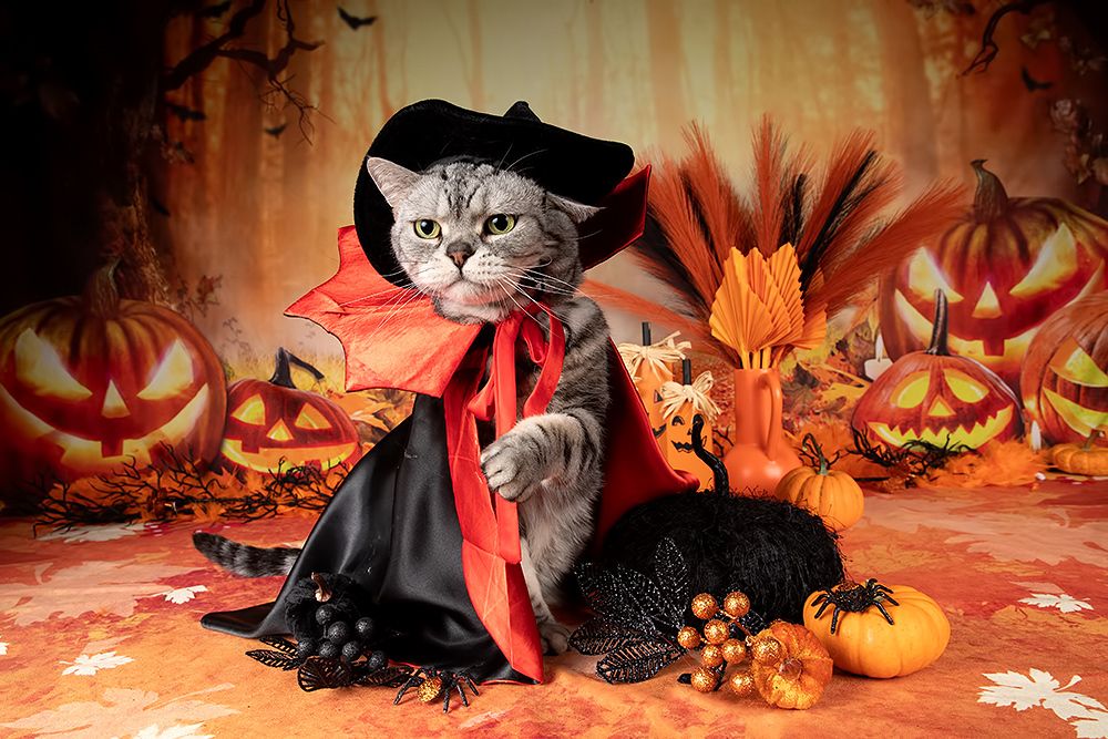 Happy Нalloween! Котики для Хэллоуина!