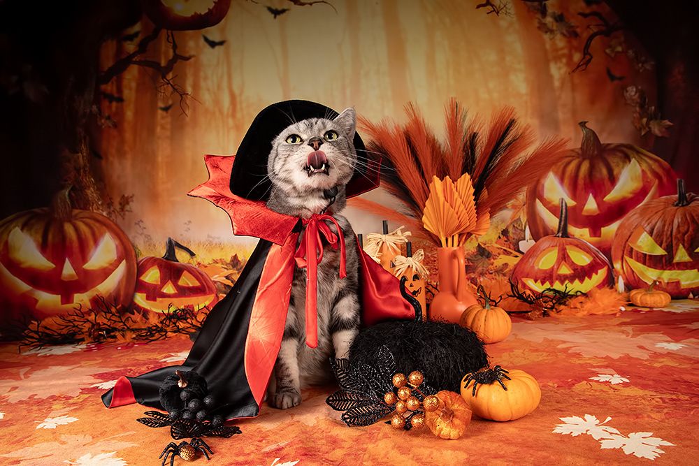 Happy Нalloween! Котики для Хэллоуина!