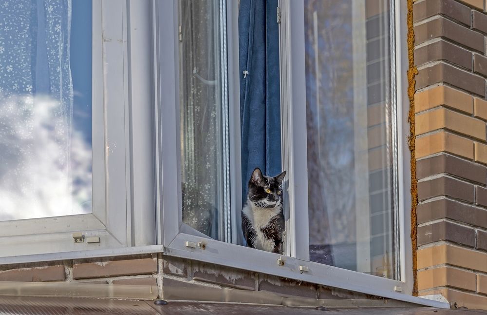 Кошка на окошке