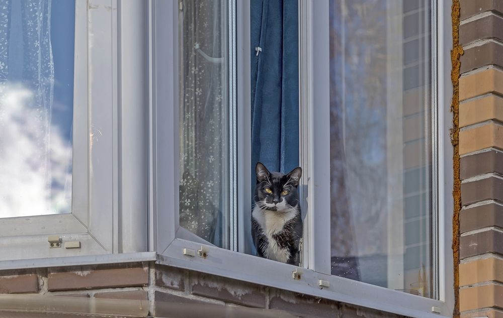 Кошка на окошке
