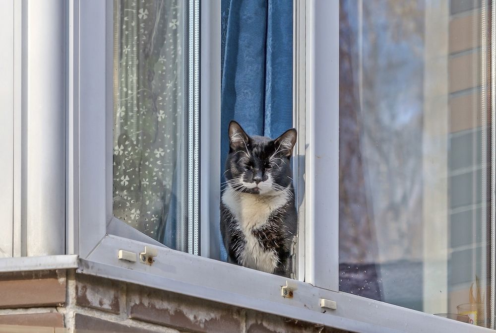 Кошка на окошке