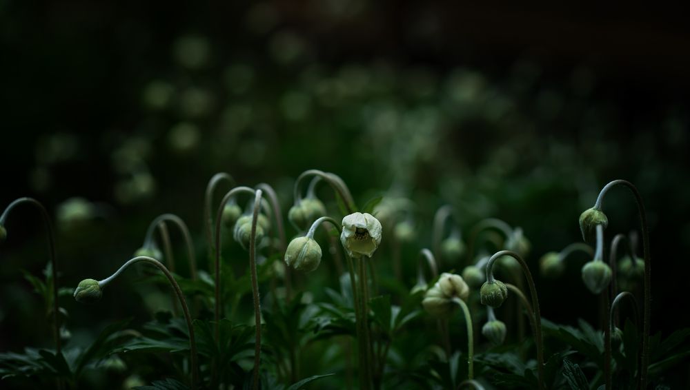Mistic plants