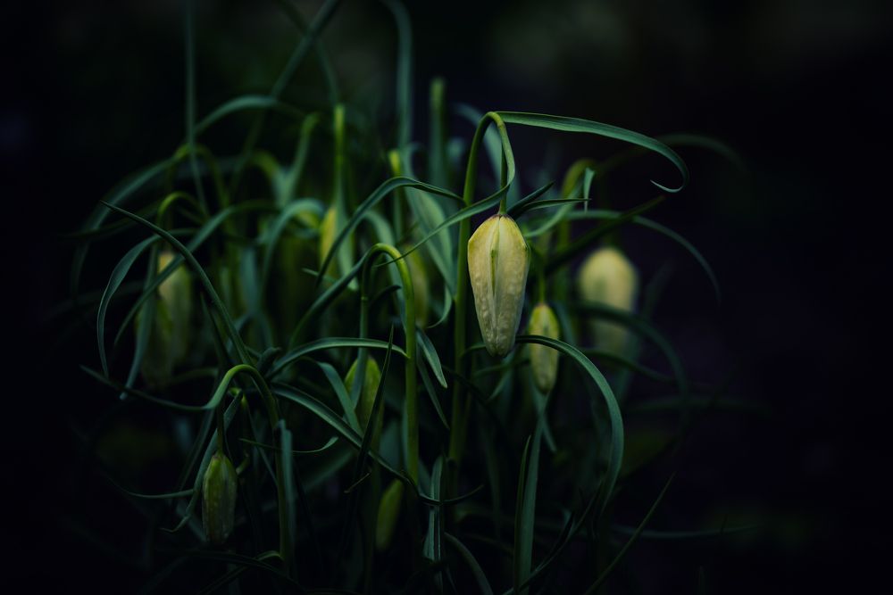 Mistic plants