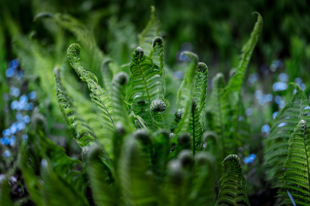Mistic plants
