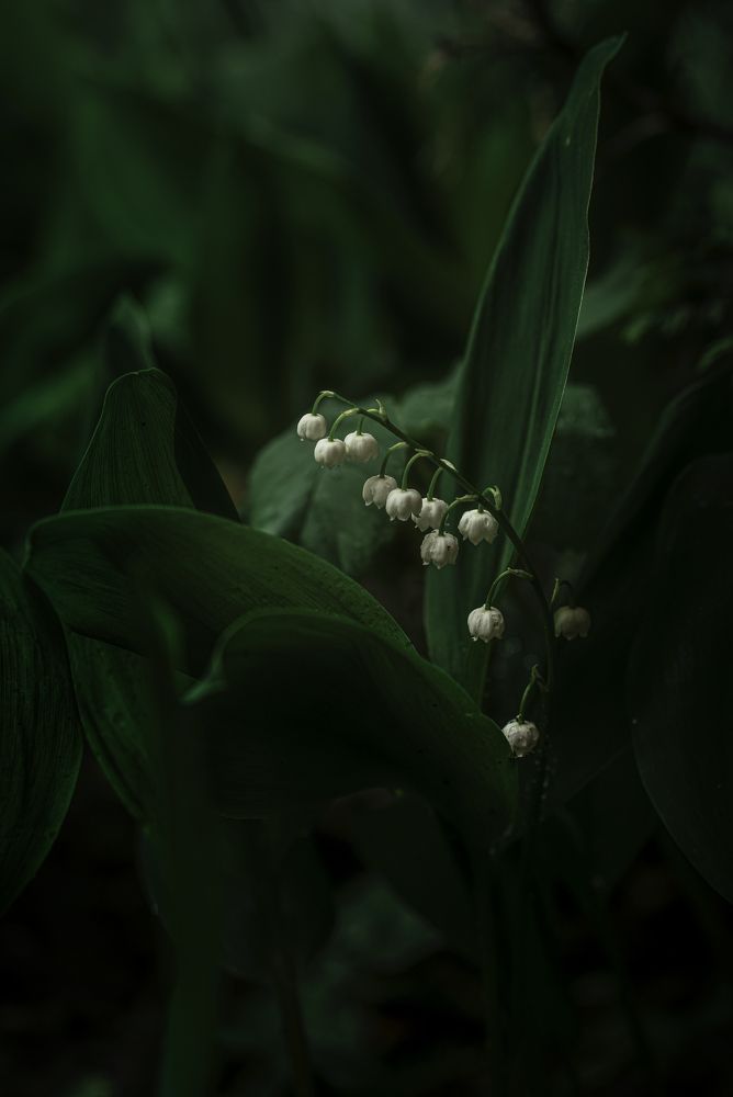 Mistic plants