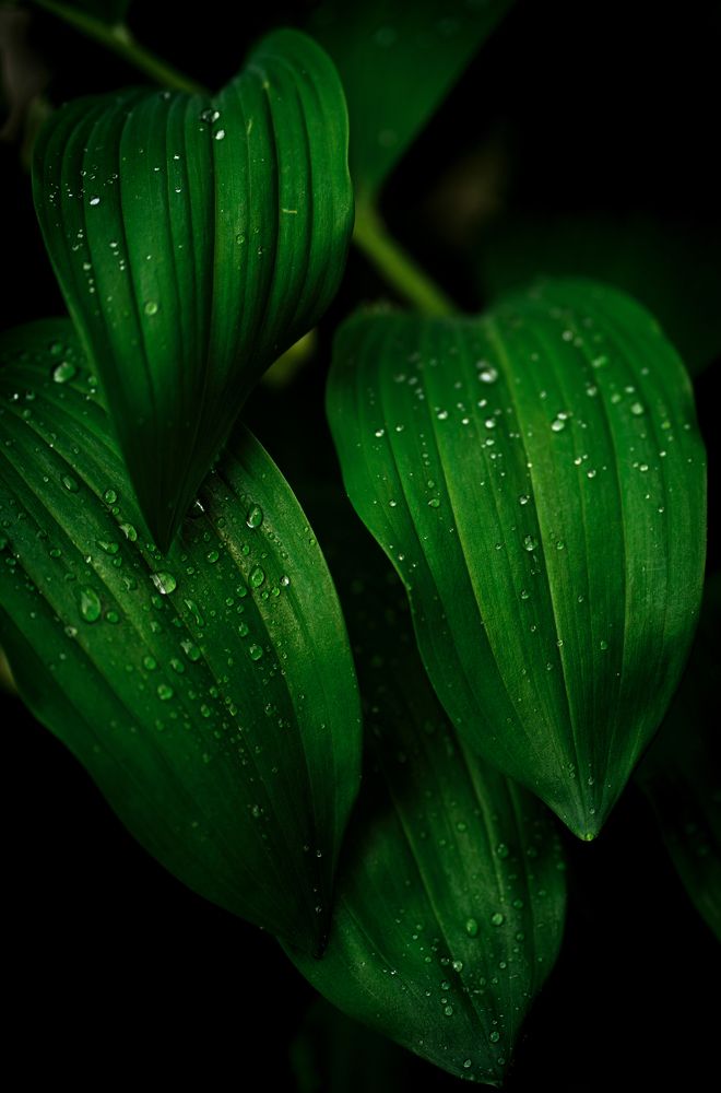 Mistic plants
