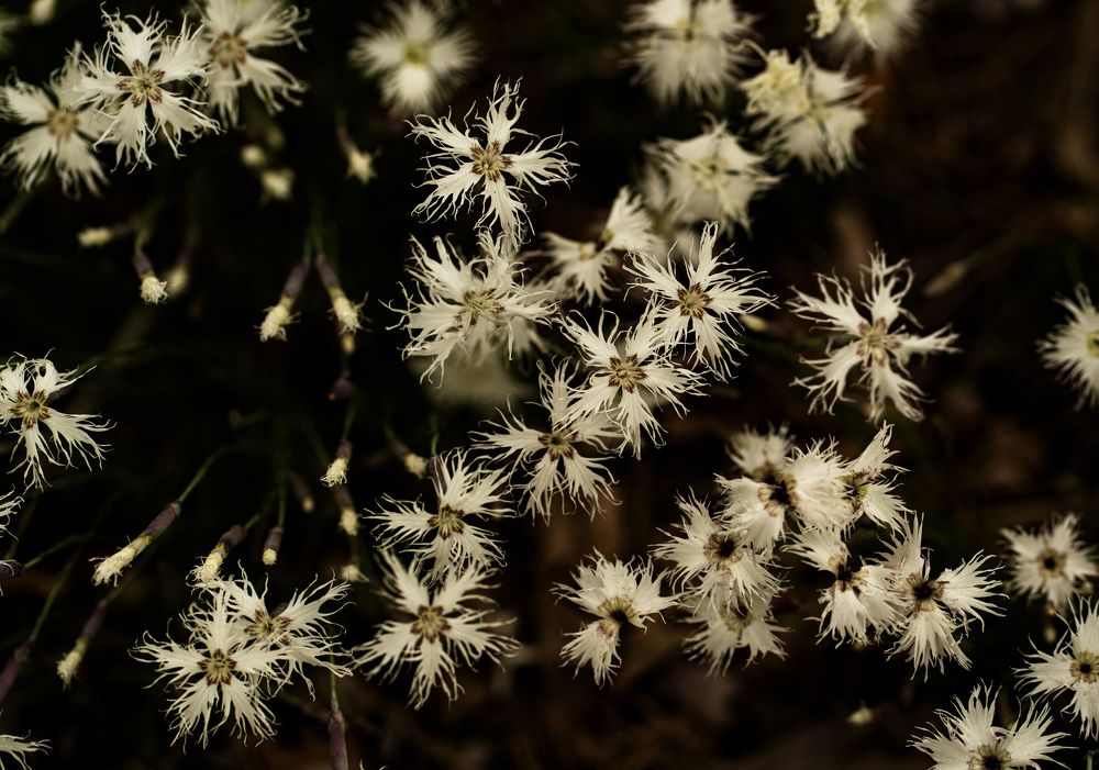 Mistic plants