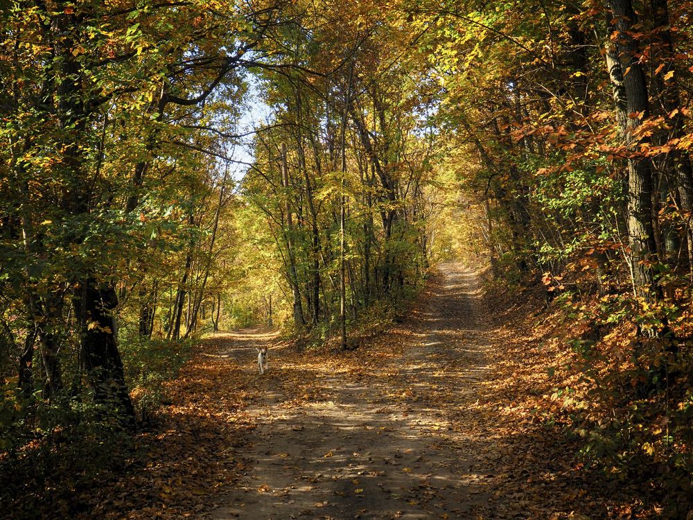 Autumn forest