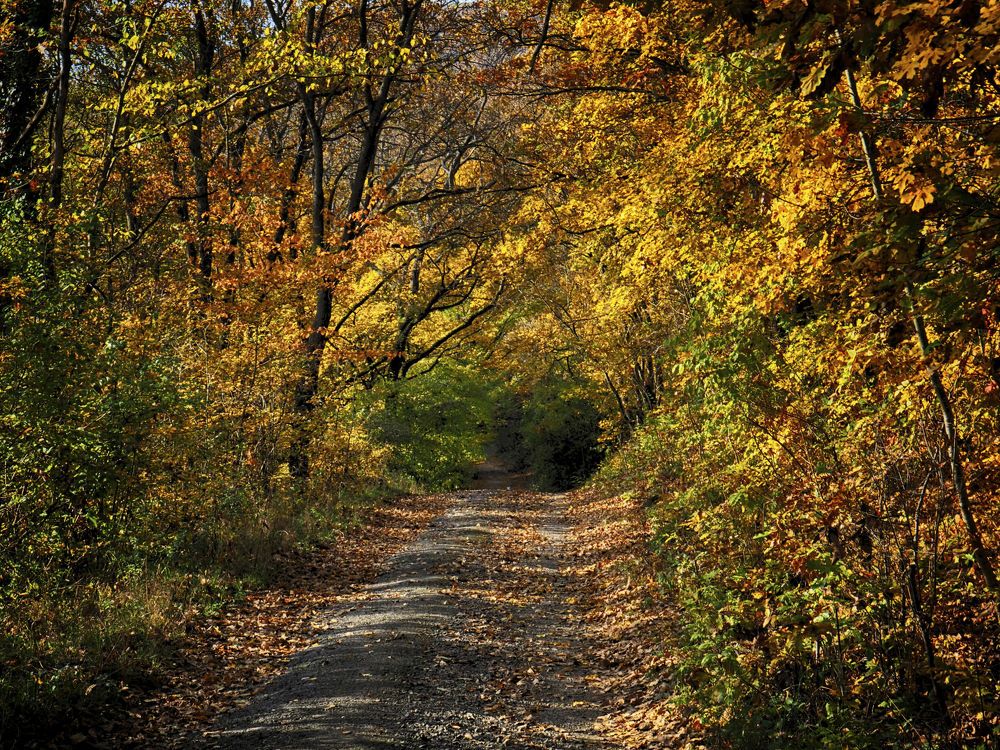 Autumn forest