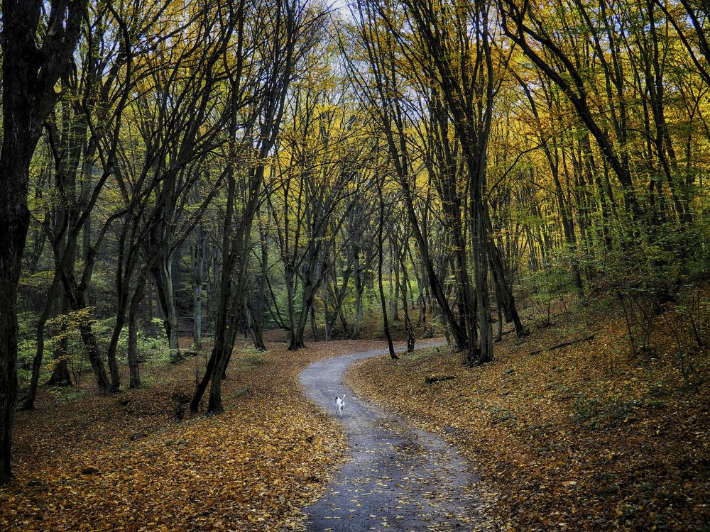 Autumn forest
