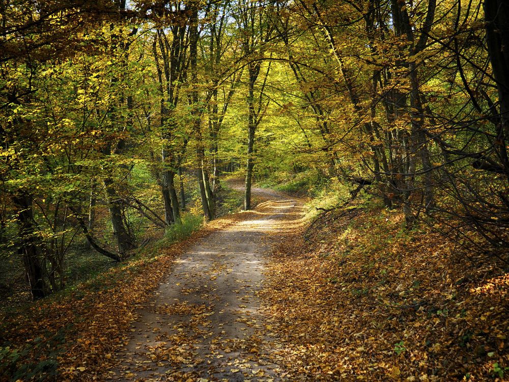 Autumn forest