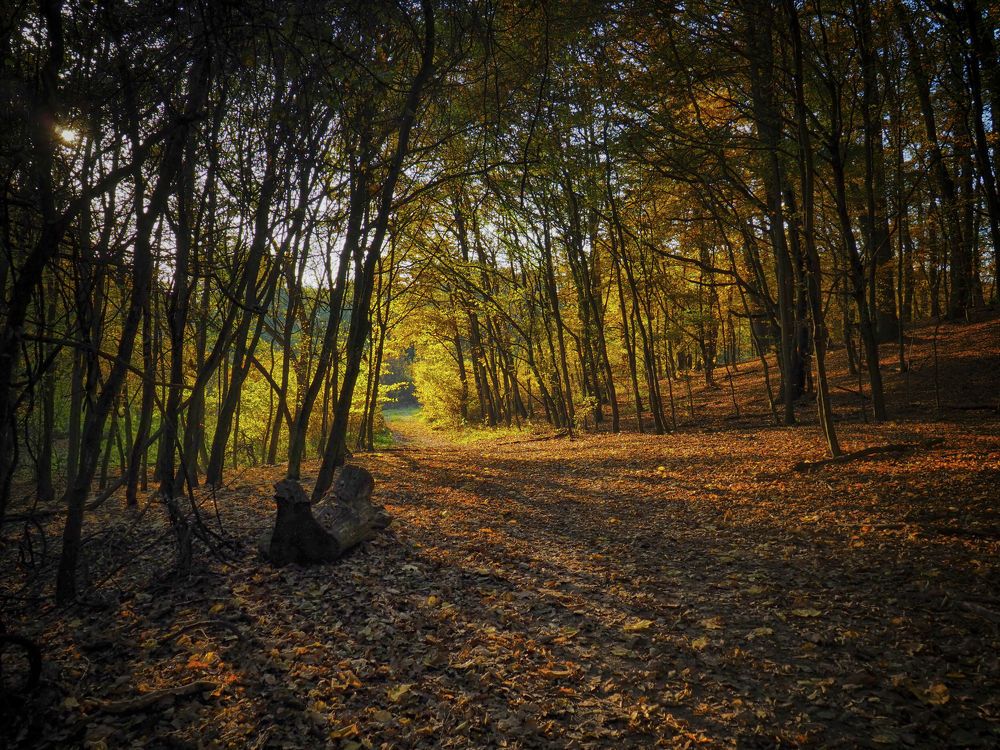 Autumn forest