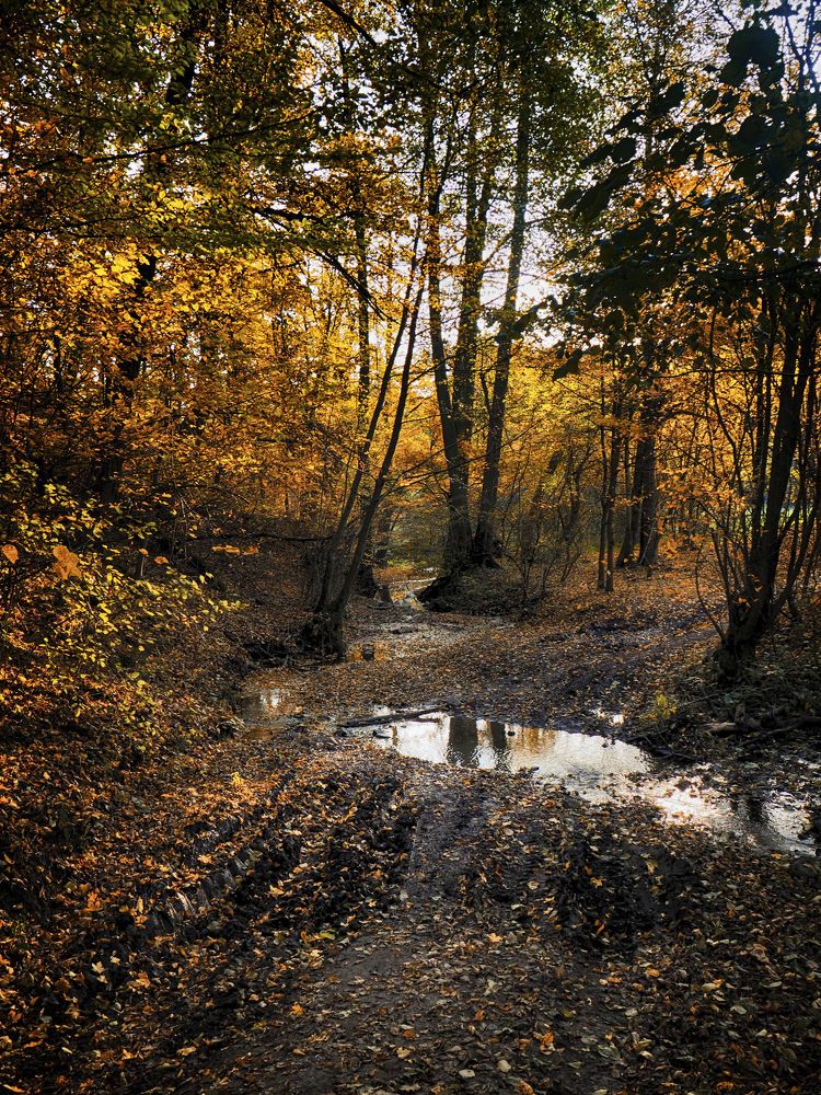 Autumn forest