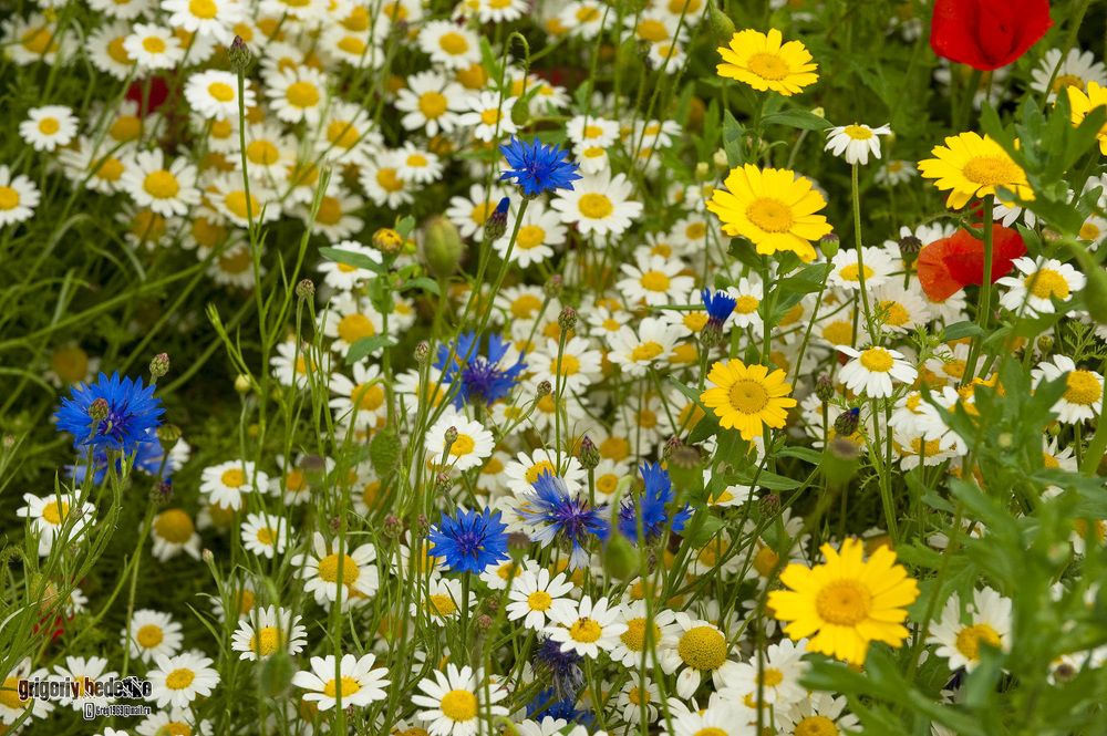 Flowers in Hyde Park.