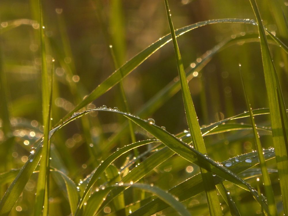 Photo 2720745