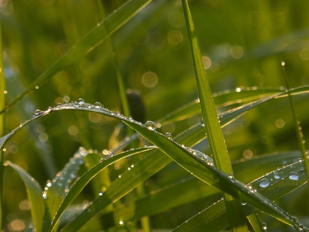 Photo 2720747